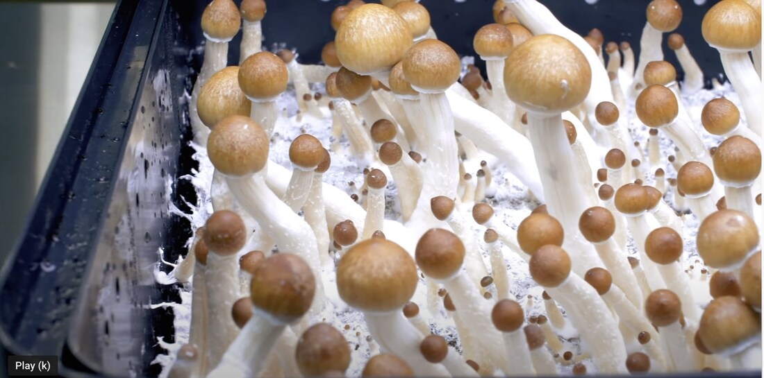 Organic Mushroom Grow Kit